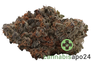 30/1 Amici SP Scotti’s Purps