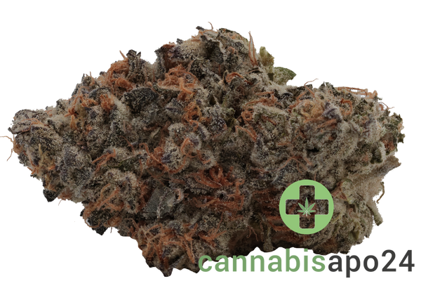 30/1 Amici SP Scotti’s Purps