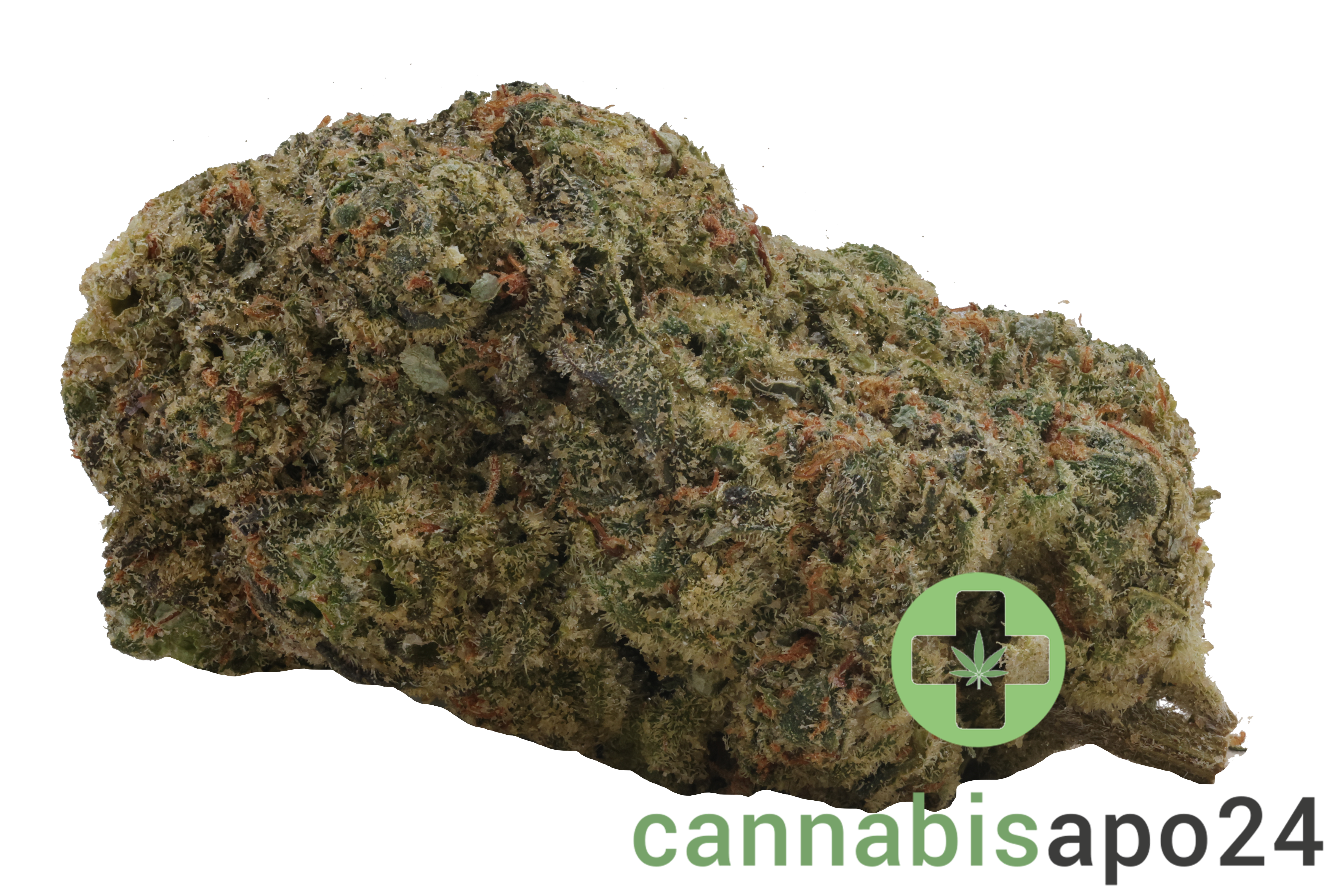 31/1 Amici STD Stardawg