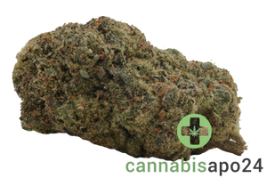 31/1 Amici STD Stardawg