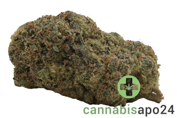 31/1 Amici STD Stardawg