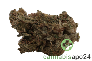 A+ KINEO Spirit NO.1 25/1 Muel Fuel