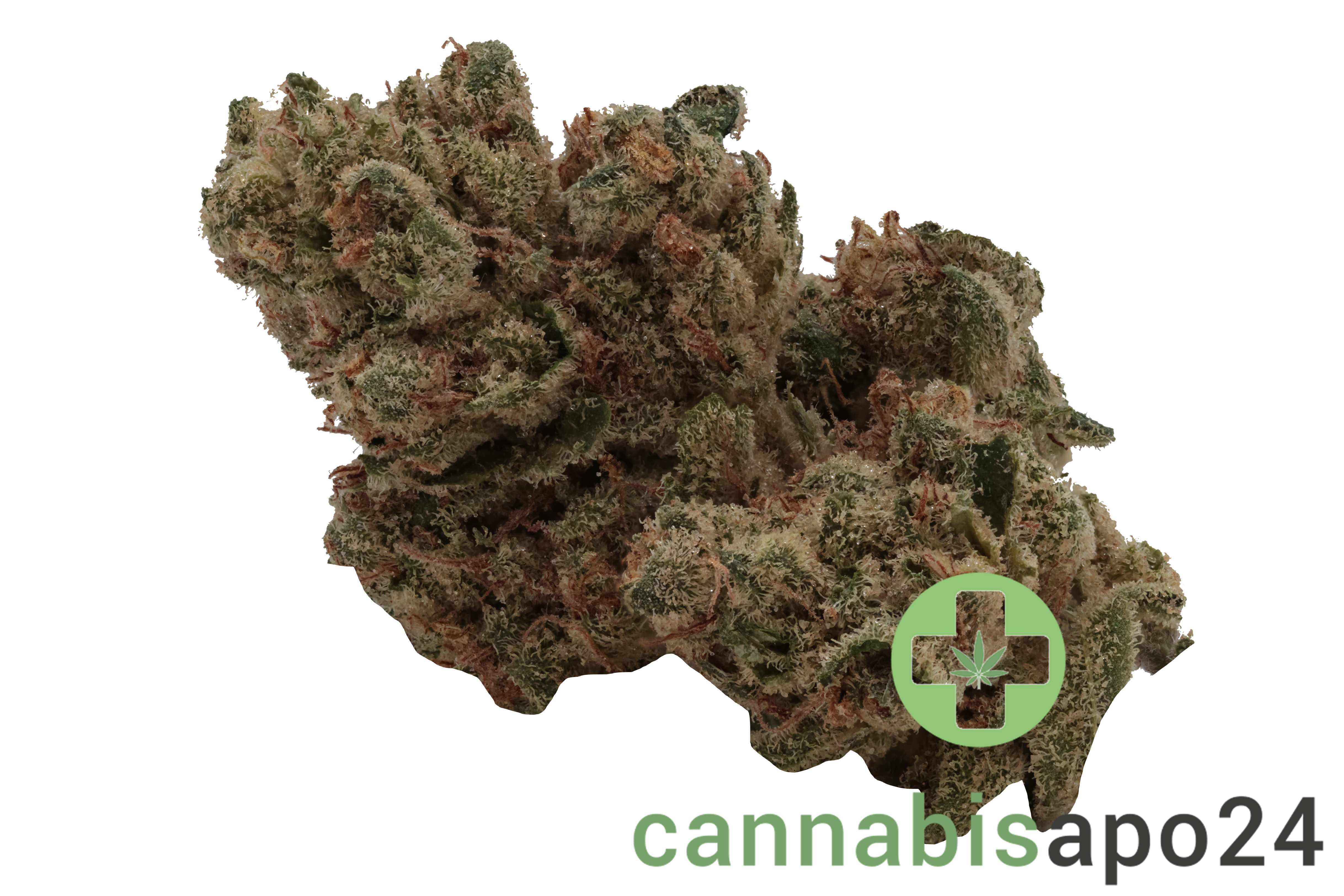 AVAAY 19/1 TNG Tangie