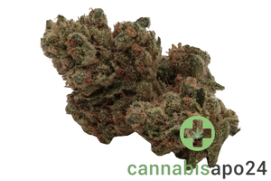 AVAAY 19/1 TNG Tangie