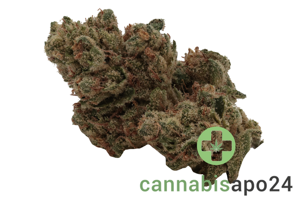 AVAAY 19/1 TNG Tangie