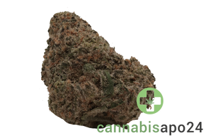 AVAAY 27/1 MIM - Midnight Mimosa