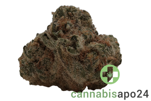 Barongo 26/1 LAK Laker Kush