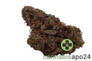 Barongo 30/1 ZP Zesty Parm