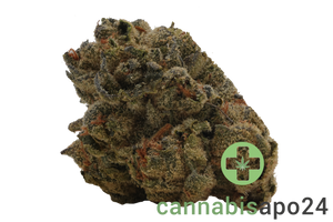 Barongo 18/1 WG Gelato 41