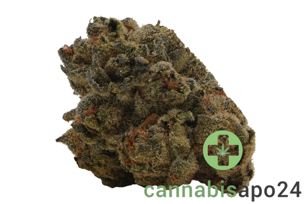 Barongo 18/1 WG Gelato 41