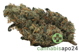 Bathera 25/1 SSH Super Silver Haze