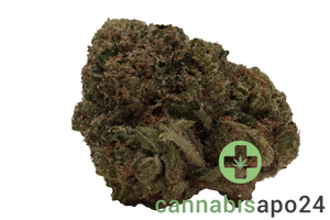 Beacon PK T22 Pink Kush