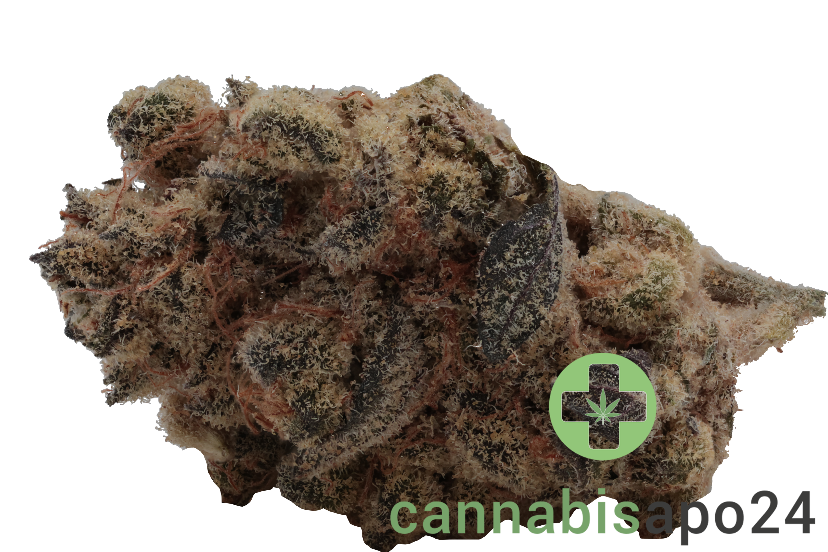 Beacon WP 24 Blueberry Pancakes