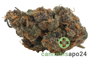 Beacon WP T25 Blueberry Pancakes