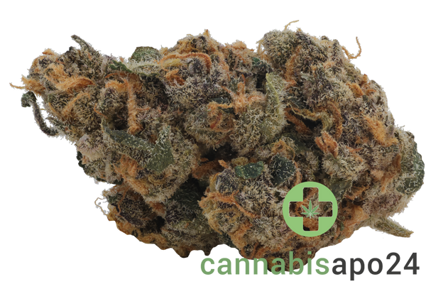 Beacon WP T25 Blueberry Pancakes