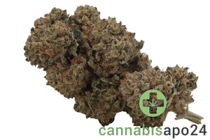 Cannabis flos 28/1 CSF Ku. Cape Venin
