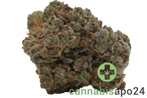 Cannabis flos 28/1 CSF Ku. Solpina Magic