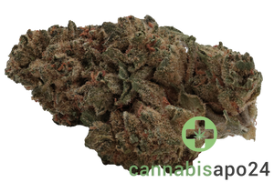 Weeco Dragon 26/1 Big Purple Dragon