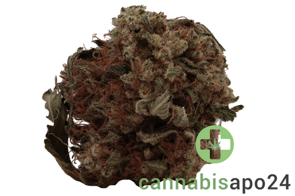 Cannamedical Hybrid classic DK Ghost Train Haze