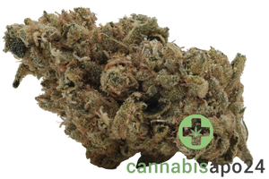 CannGo 26/1 WG Vegas Wedding Cake