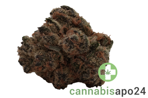 30/1 MGF SNL Honey Suckle