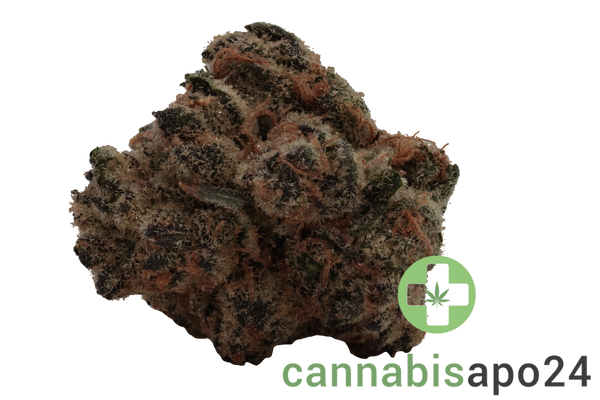 30/1 MGF SNL Honey Suckle