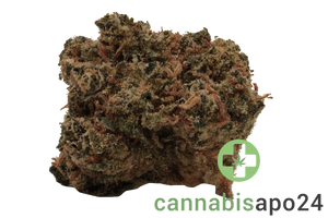 Canopy JHA 19 Jack Haze