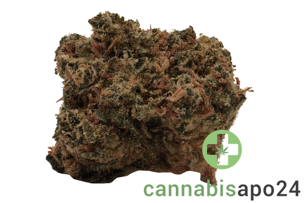 Canopy JHA 19 Jack Haze