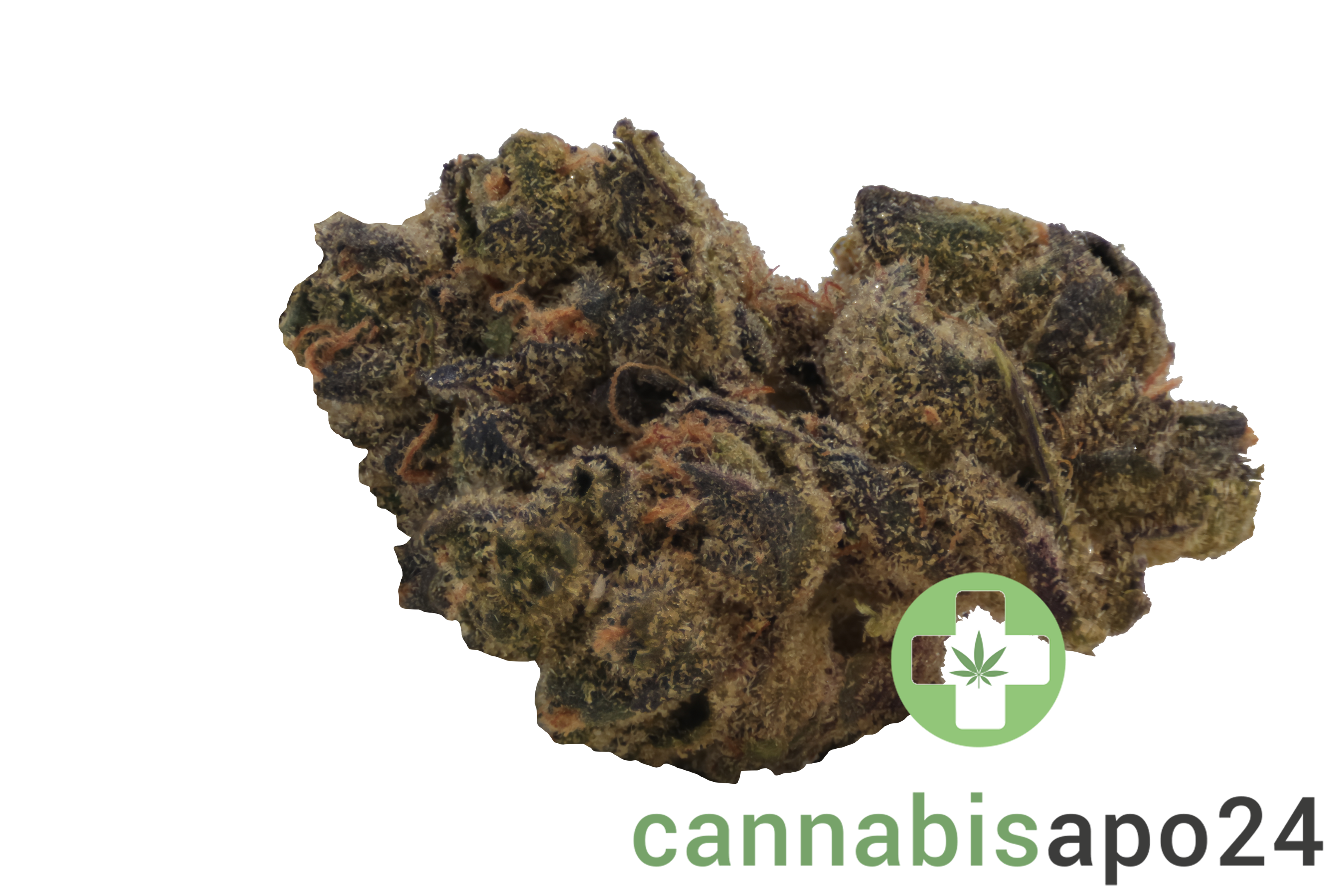 Endo Canna TB Tropical Banana