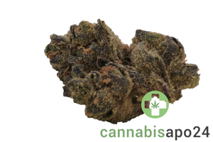 Endo Canna TB Tropical Banana