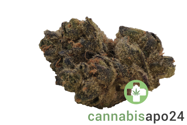 Endo Canna TB Tropical Banana