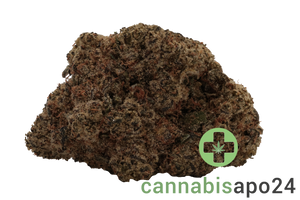 LOT 420 GLOC 30/1 Gelato x Orange Cake