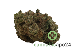 Coyote Valley 22/1 PWK Pinewood Kush