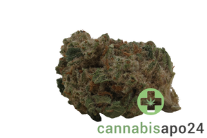 Coyote Valley 24/1 GRG Grizzly Glue