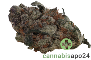 CzechOut 15/1 BLO Blockberry