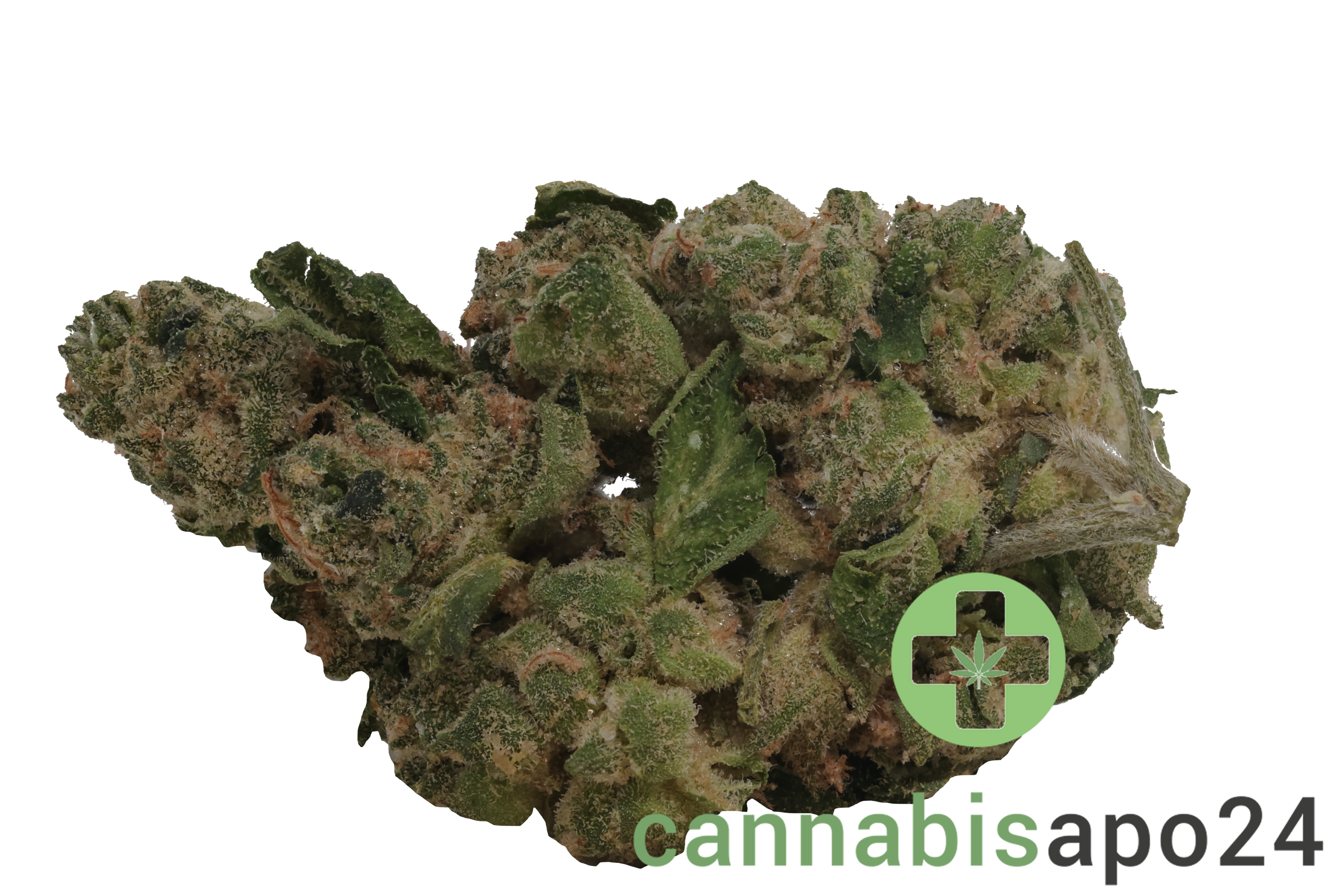 Daily Special 25/1 GMO
