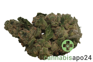 Daily Special 25/1 GMO