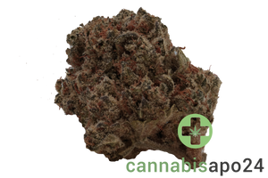 Demecan Core Golden Horizon 31/1 Golden Goat