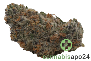 Craft ALOHA 34/1 White Widow x Trainwreck
