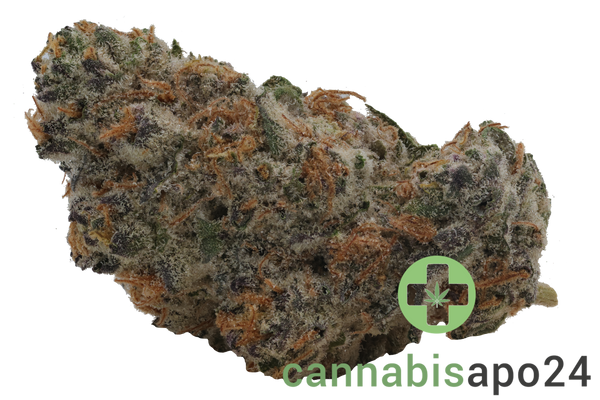 Craft ALOHA 34/1 White Widow x Trainwreck