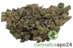 DMC Strong Drop - Holy Roller #11