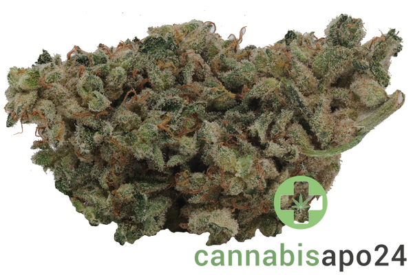 DMC Strong Drop - Holy Roller #11