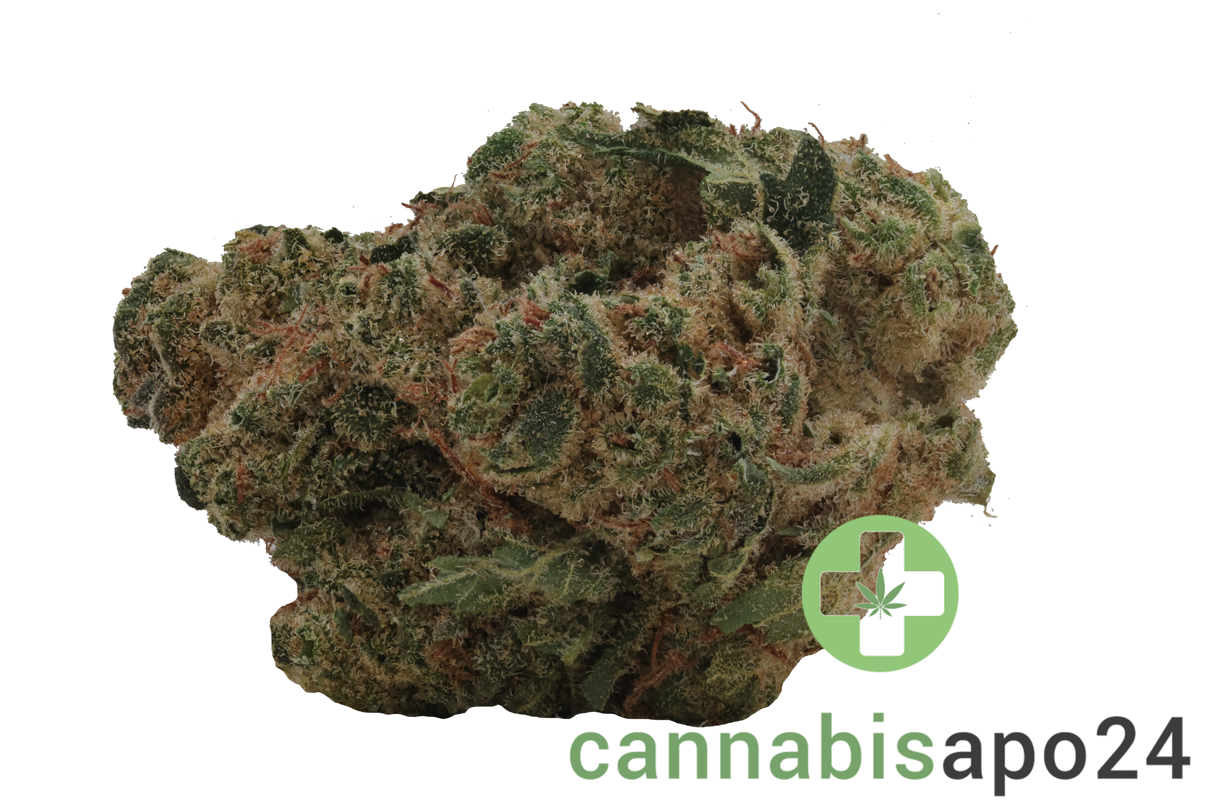 enua 27/1 DGB CA Durban Gorilla