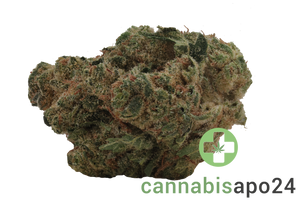 enua 27/1 DGB CA Durban Gorilla