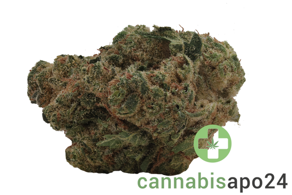 enua 27/1 DGB CA Durban Gorilla