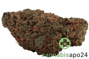 Enua 30/1 CCK GBZ CA Guava Barz