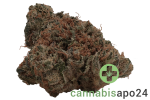 Enua 33/1 QKZ CA Fight Club