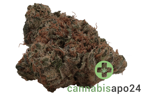 Enua 33/1 QKZ CA Fight Club