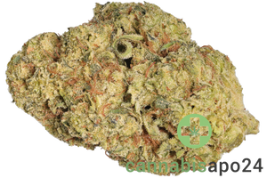 enua 27/1 GLK CA Guava Lemon Kush