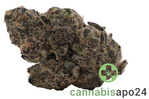 Enua 30/1 Blue L CA Blue Lobster